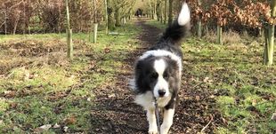 Border Collie in Woods