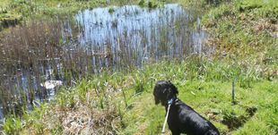Dog near pond