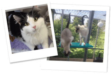 Boutique Cattery - Brandesburton, East Yorkshire